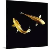 Koi Carp-null-Mounted Photographic Print