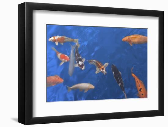 Koi Carps-Imageman72-Framed Photographic Print