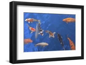 Koi Carps-Imageman72-Framed Photographic Print