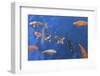 Koi Carps-Imageman72-Framed Photographic Print