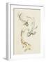 Koi Dance II-June Vess-Framed Art Print