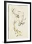 Koi Dance II-June Vess-Framed Art Print