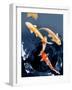 Koi Fish 1, 2024-Lily Patton-Framed Art Print