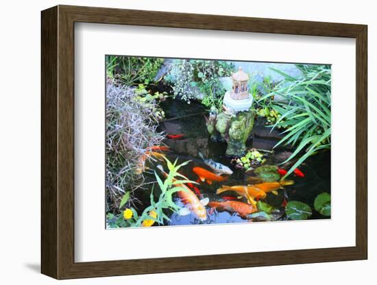 Koi Fish Garden-photojohn830-Framed Photographic Print