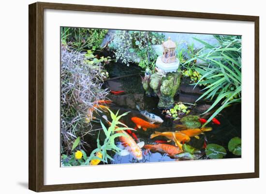 Koi Fish Garden-photojohn830-Framed Photographic Print