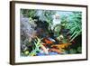 Koi Fish Garden-photojohn830-Framed Photographic Print