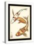 Koi Fish I-Chariklia Zarris-Stretched Canvas