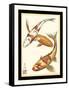 Koi Fish I-Chariklia Zarris-Framed Stretched Canvas