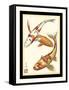 Koi Fish I-Chariklia Zarris-Framed Stretched Canvas