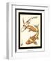 Koi Fish I-Chariklia Zarris-Framed Art Print