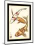 Koi Fish I-Chariklia Zarris-Mounted Art Print