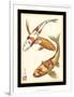 Koi Fish I-Chariklia Zarris-Framed Art Print