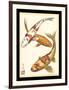 Koi Fish I-Chariklia Zarris-Framed Art Print