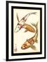 Koi Fish I-Chariklia Zarris-Framed Art Print