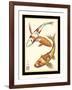 Koi Fish I-Chariklia Zarris-Framed Art Print