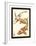 Koi Fish I-Chariklia Zarris-Framed Art Print