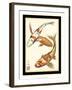 Koi Fish I-Chariklia Zarris-Framed Art Print