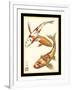 Koi Fish I-Chariklia Zarris-Framed Art Print