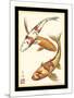 Koi Fish I-Chariklia Zarris-Mounted Art Print