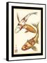 Koi Fish I-Chariklia Zarris-Framed Stretched Canvas