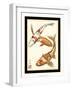 Koi Fish I-Chariklia Zarris-Framed Art Print