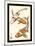 Koi Fish I-Chariklia Zarris-Mounted Art Print