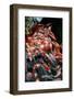 Koi Fish in A Pond in A Buddhist Temple-zhangn1-Framed Photographic Print