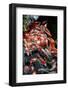 Koi Fish in A Pond in A Buddhist Temple-zhangn1-Framed Photographic Print