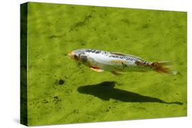 Koi Fish in a Pond Swimming.-Lucato-Stretched Canvas