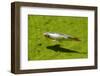 Koi Fish in a Pond Swimming.-Lucato-Framed Photographic Print