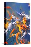 Koi Fish in Pond-elenathewise-Stretched Canvas