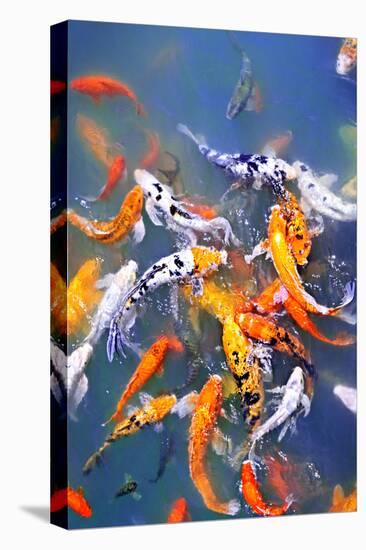 Koi Fish in Pond-elenathewise-Stretched Canvas