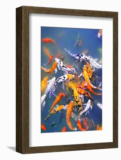 Koi Fish in Pond-elenathewise-Framed Photographic Print