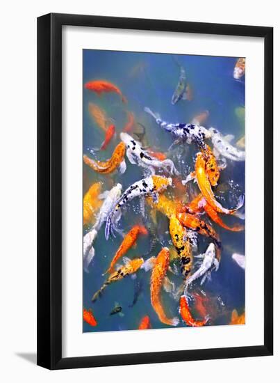 Koi Fish in Pond-elenathewise-Framed Photographic Print