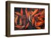 Koi Fish-chuckstock-Framed Photographic Print