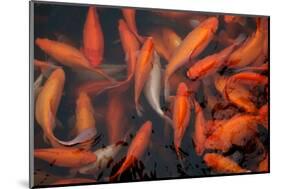 Koi Fish-chuckstock-Mounted Photographic Print