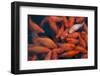 Koi Fish-chuckstock-Framed Photographic Print