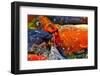 Koi Fish-WernerL-Framed Photographic Print