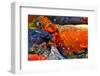 Koi Fish-WernerL-Framed Photographic Print