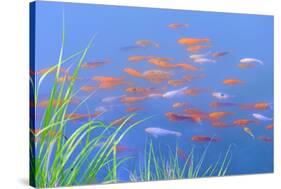 Koi Fishes in the Pond-kenny001-Stretched Canvas