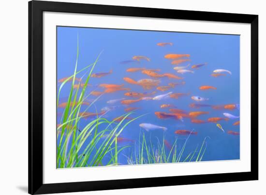 Koi Fishes in the Pond-kenny001-Framed Photographic Print