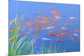 Koi Fishes in the Pond-kenny001-Mounted Photographic Print