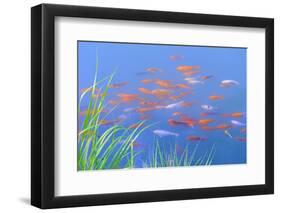 Koi Fishes in the Pond-kenny001-Framed Photographic Print