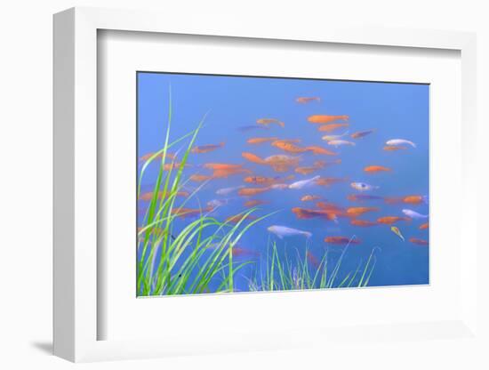 Koi Fishes in the Pond-kenny001-Framed Photographic Print