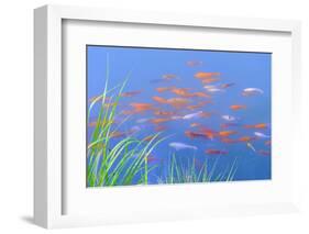 Koi Fishes in the Pond-kenny001-Framed Photographic Print