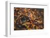 Koi Fishes-bezik-Framed Photographic Print