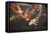 Koi I-Karyn Millet-Framed Stretched Canvas