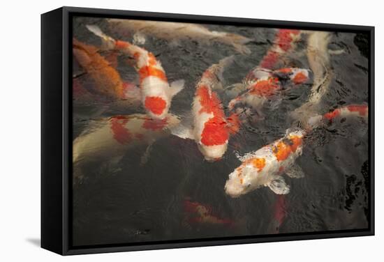 Koi I-Karyn Millet-Framed Stretched Canvas