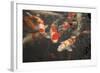 Koi I-Karyn Millet-Framed Photographic Print