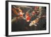 Koi I-Karyn Millet-Framed Photographic Print